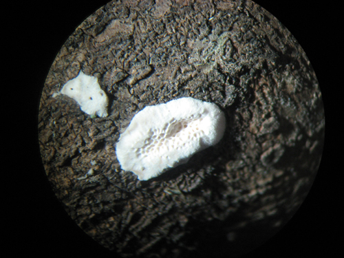 Trechispora mollusca ? (Trechispora mollusca)